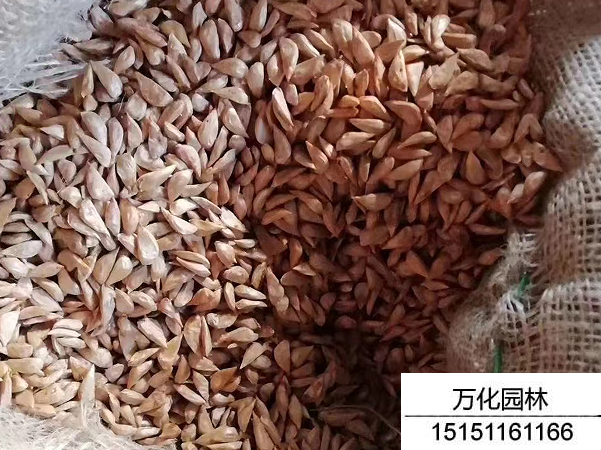 雪松种子