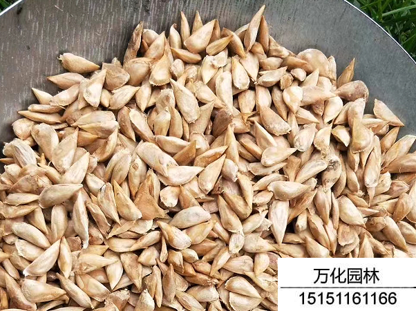 雪松种子是核果状吗