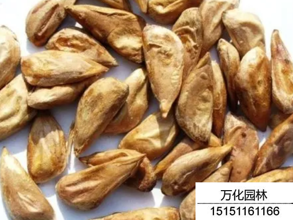 雪松种子是什么样的