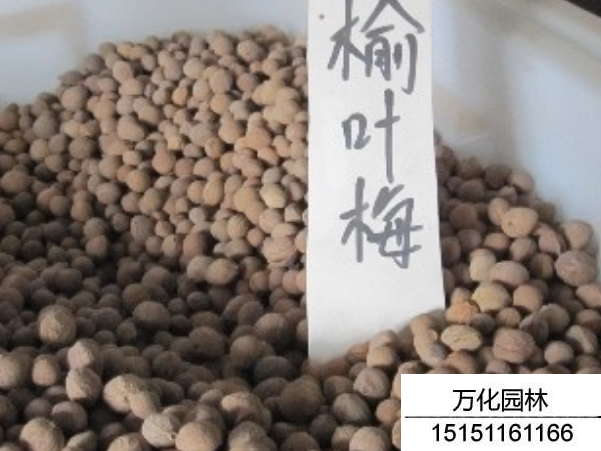榆叶梅种子