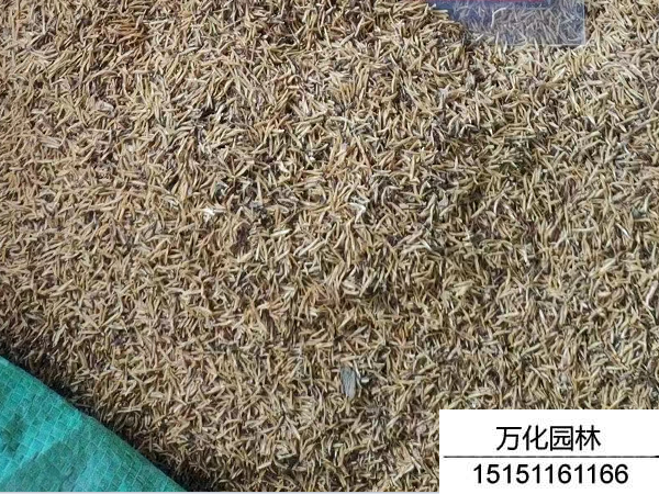 珍珠梅种子