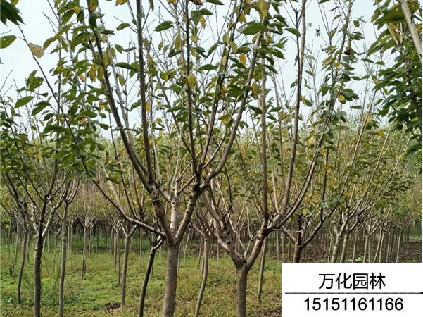 樱花