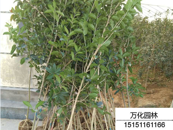 四季桂