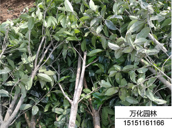 四季桂
