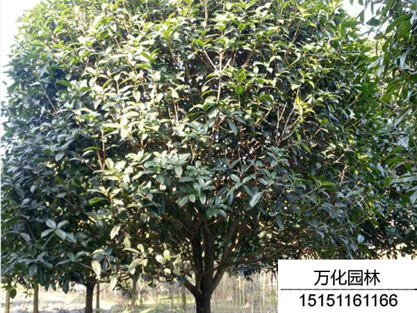 四季桂
