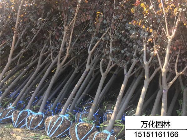 紫叶李