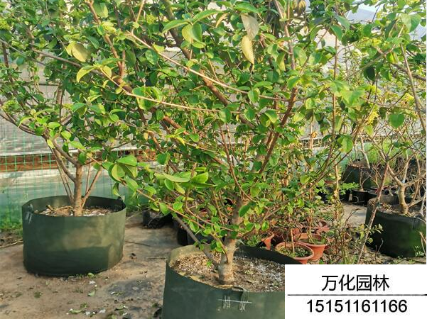 中华木绣球
