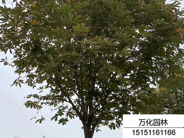 七叶树