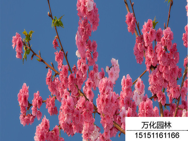 云南樱花