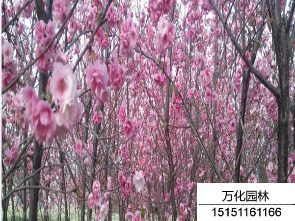 云南樱花