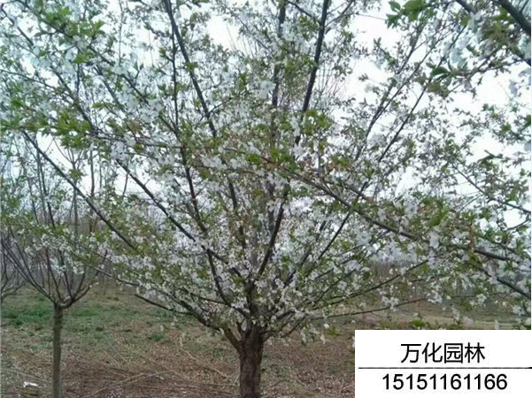 樱花