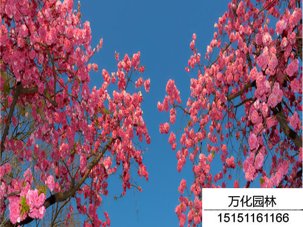 云南樱花