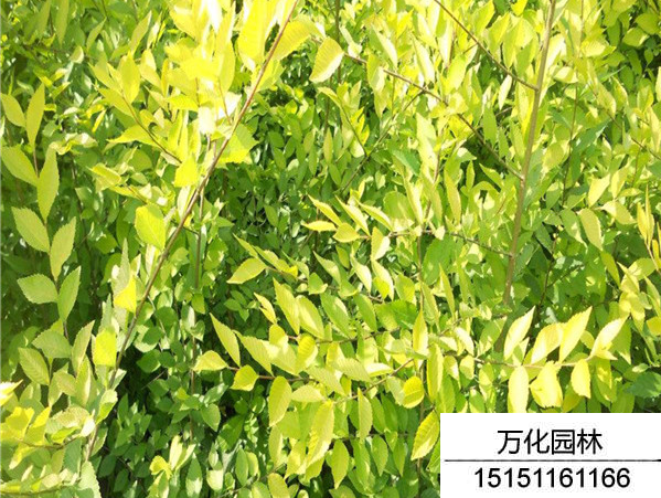中华金叶榆