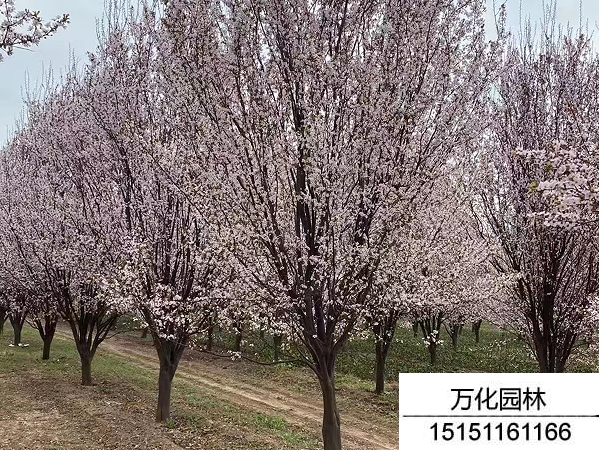 紫叶李