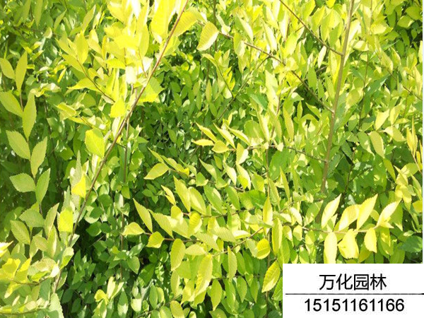 中华金叶榆