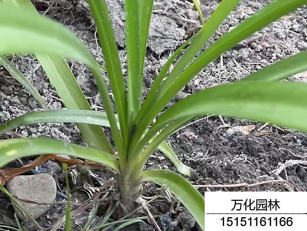 百子莲