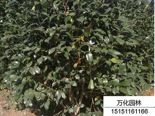 茶梅
