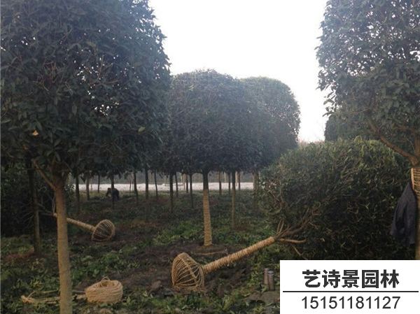 丹桂