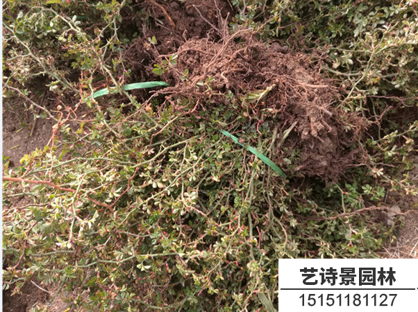 地被月季