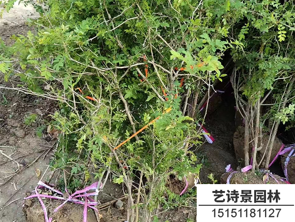 黄刺玫