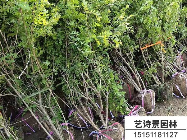 黄刺玫