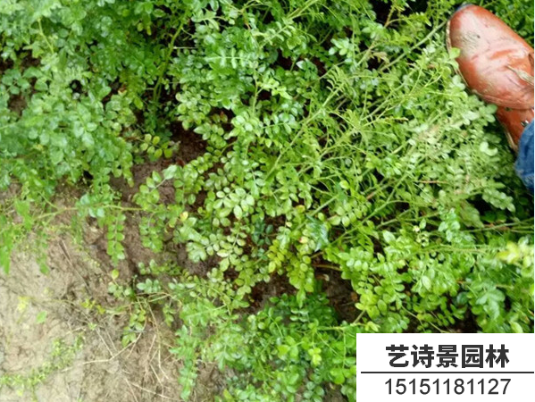 黄刺玫