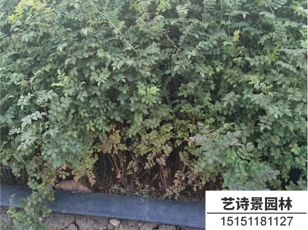 黄刺玫