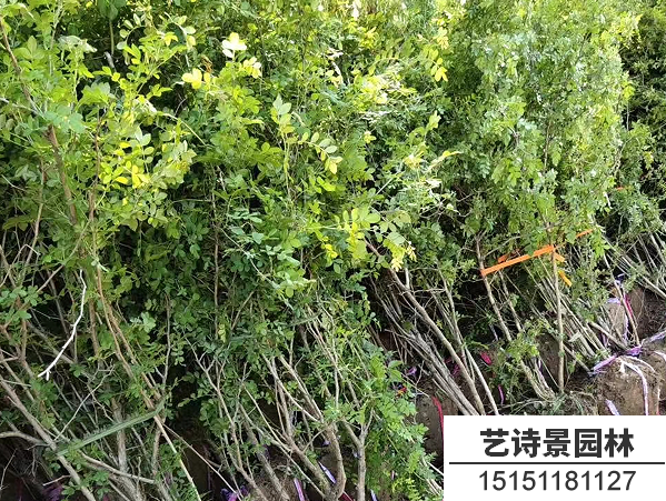 黄刺玫