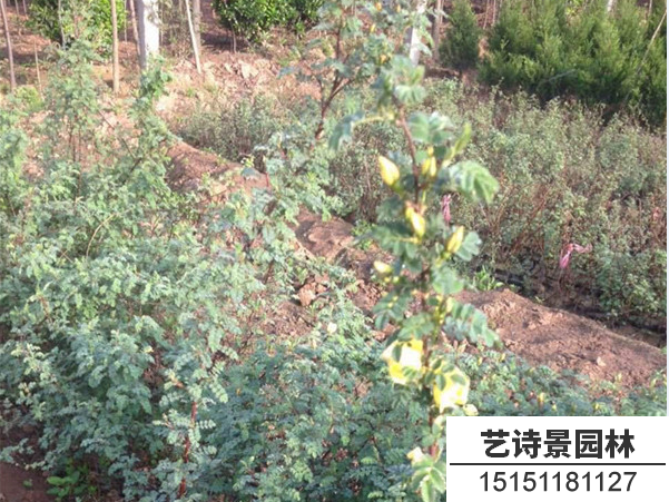 黄刺玫