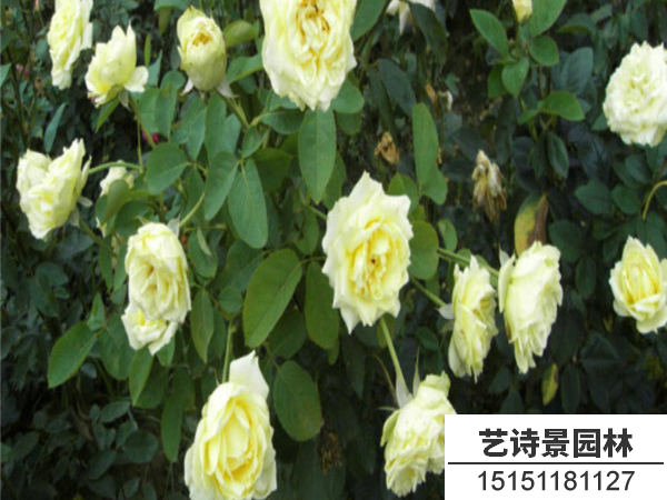黄帽月季