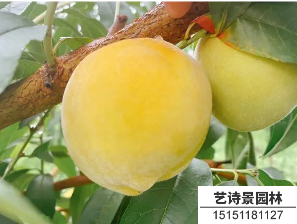 黄桃