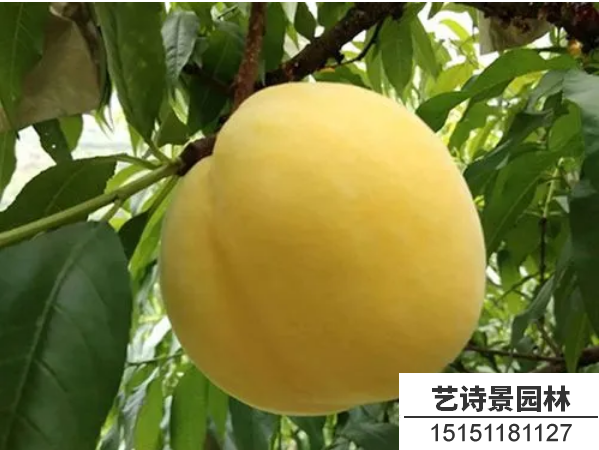 黄桃