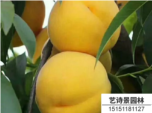 黄桃