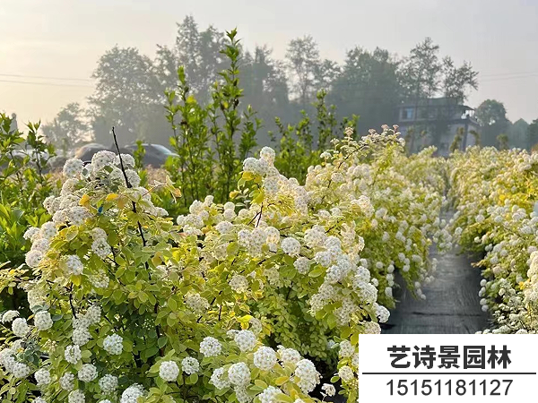 黄金喷泉