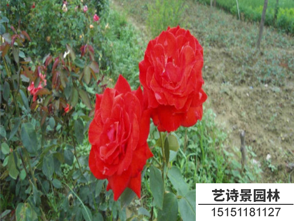 黄帽月季