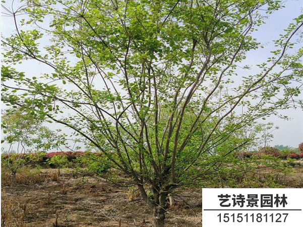 黄栌