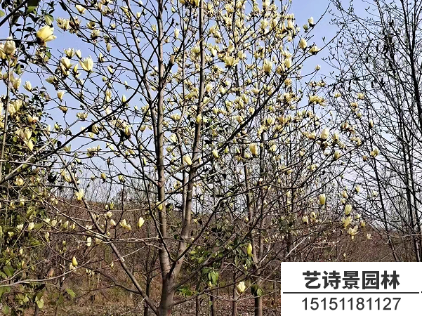 黄玉兰