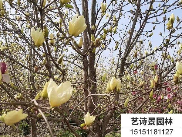 黄玉兰