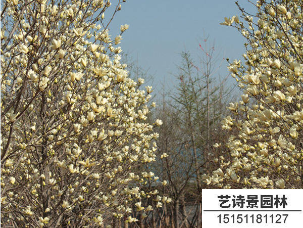 黄玉兰
