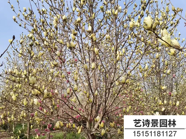 黄玉兰