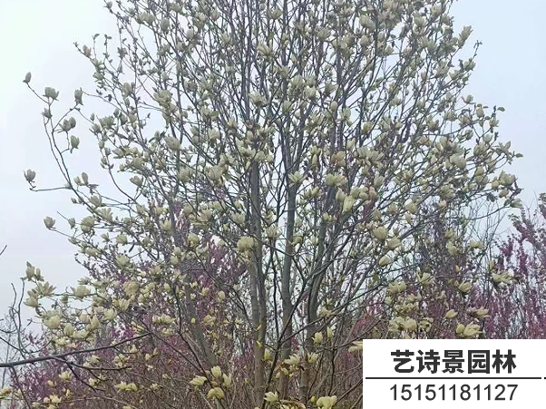 黄玉兰