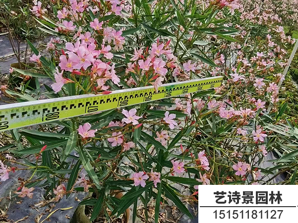 夹竹桃