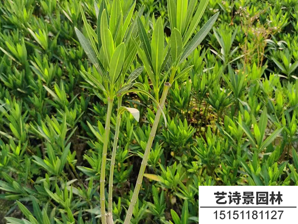 夹竹桃