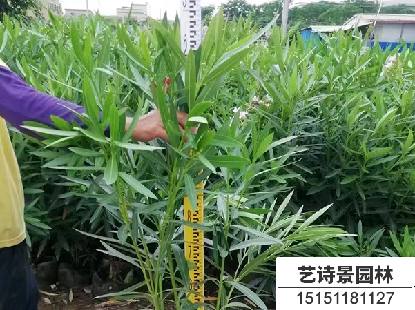 夹竹桃