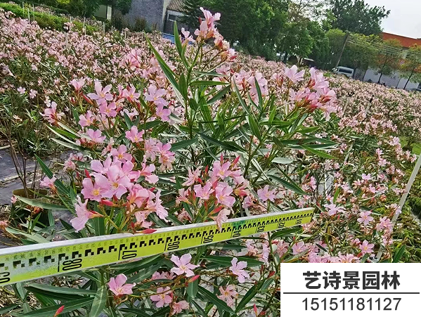 夹竹桃