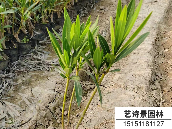 夹竹桃