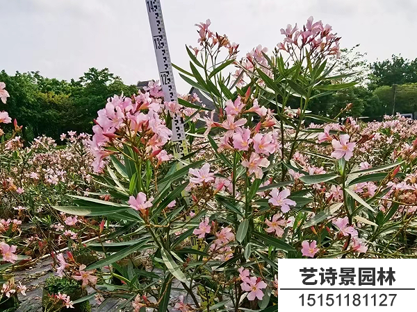 夹竹桃