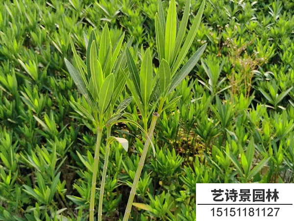 夹竹桃