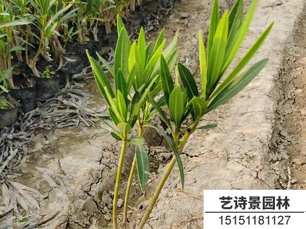 夹竹桃