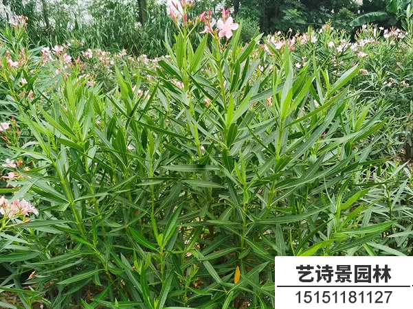 夹竹桃